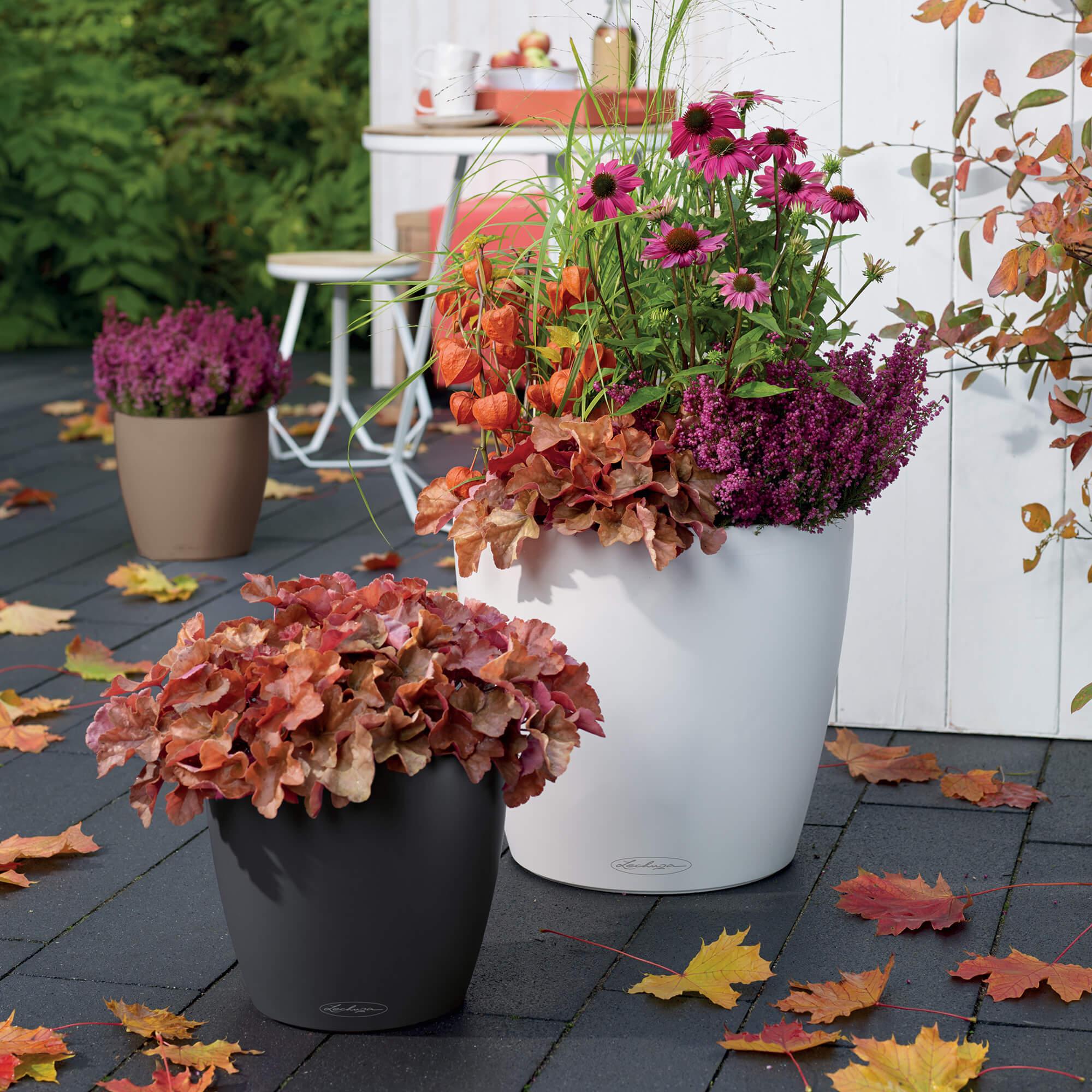 le_classico-color35_product_addi_04